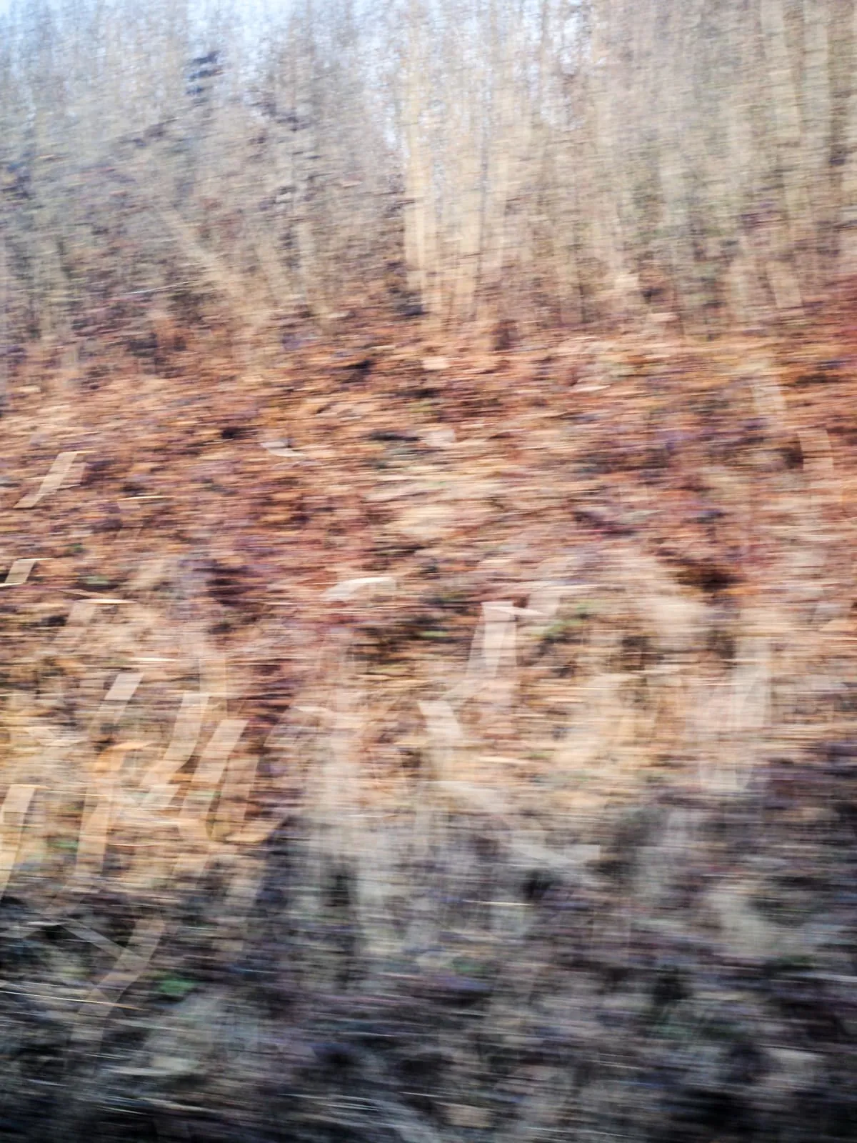 Dry reeds and grass streaked by motion, 2026