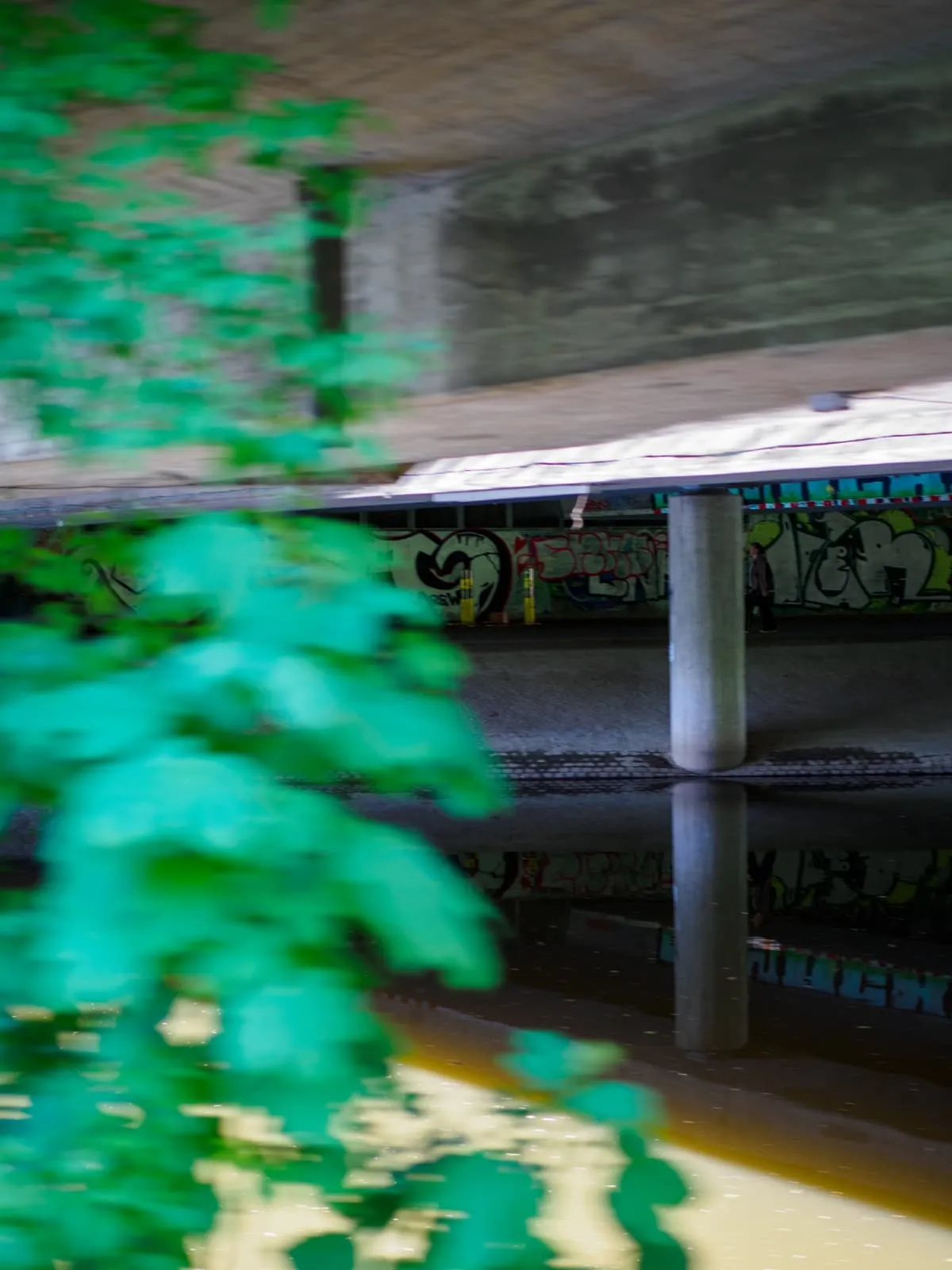 Graffiti wall and its reflection behind blurred green leaves, 2026