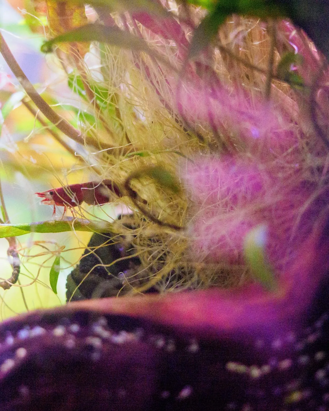 Pink and yellow feathery plant, close and out of focus, 2025