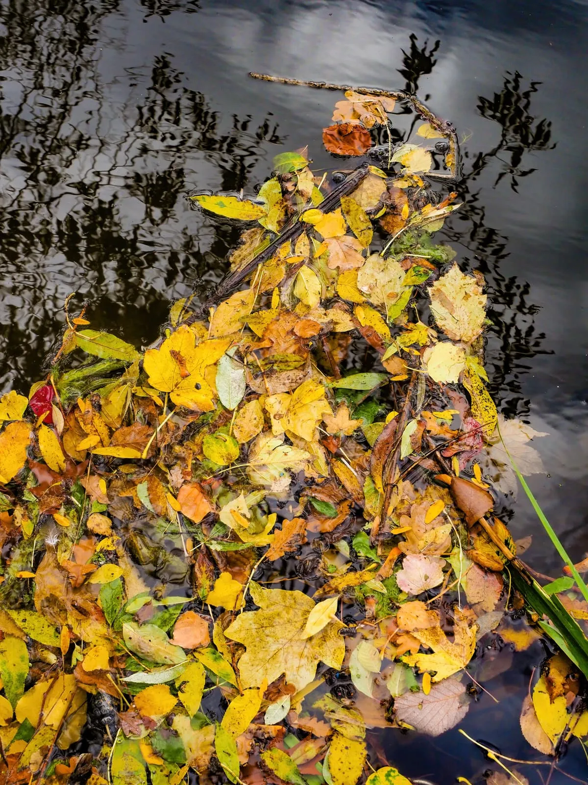Heap of yellow leaves caught in a bush, 2020