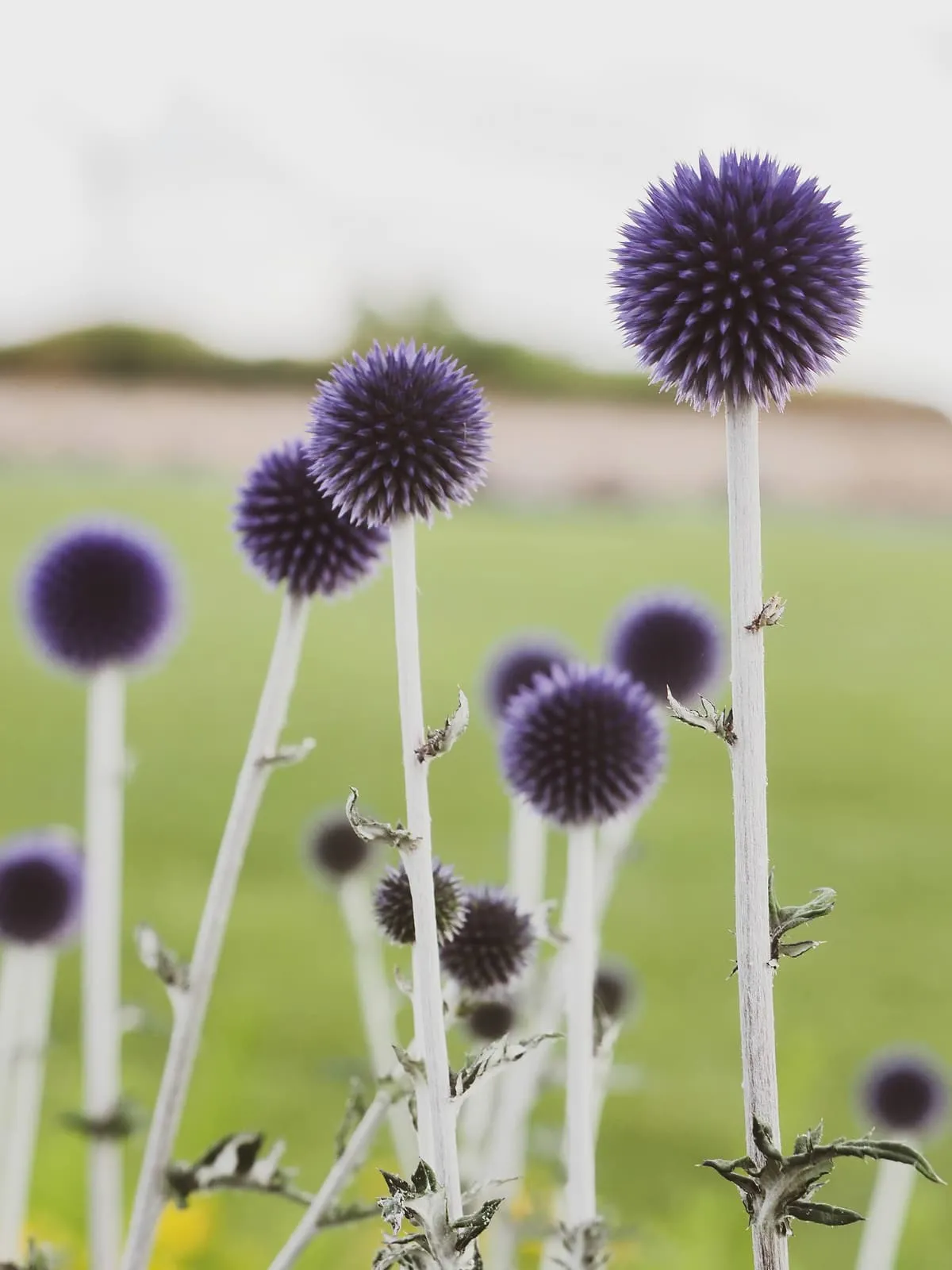 Purple globe thistles on pale stems in front of a green field, 2020