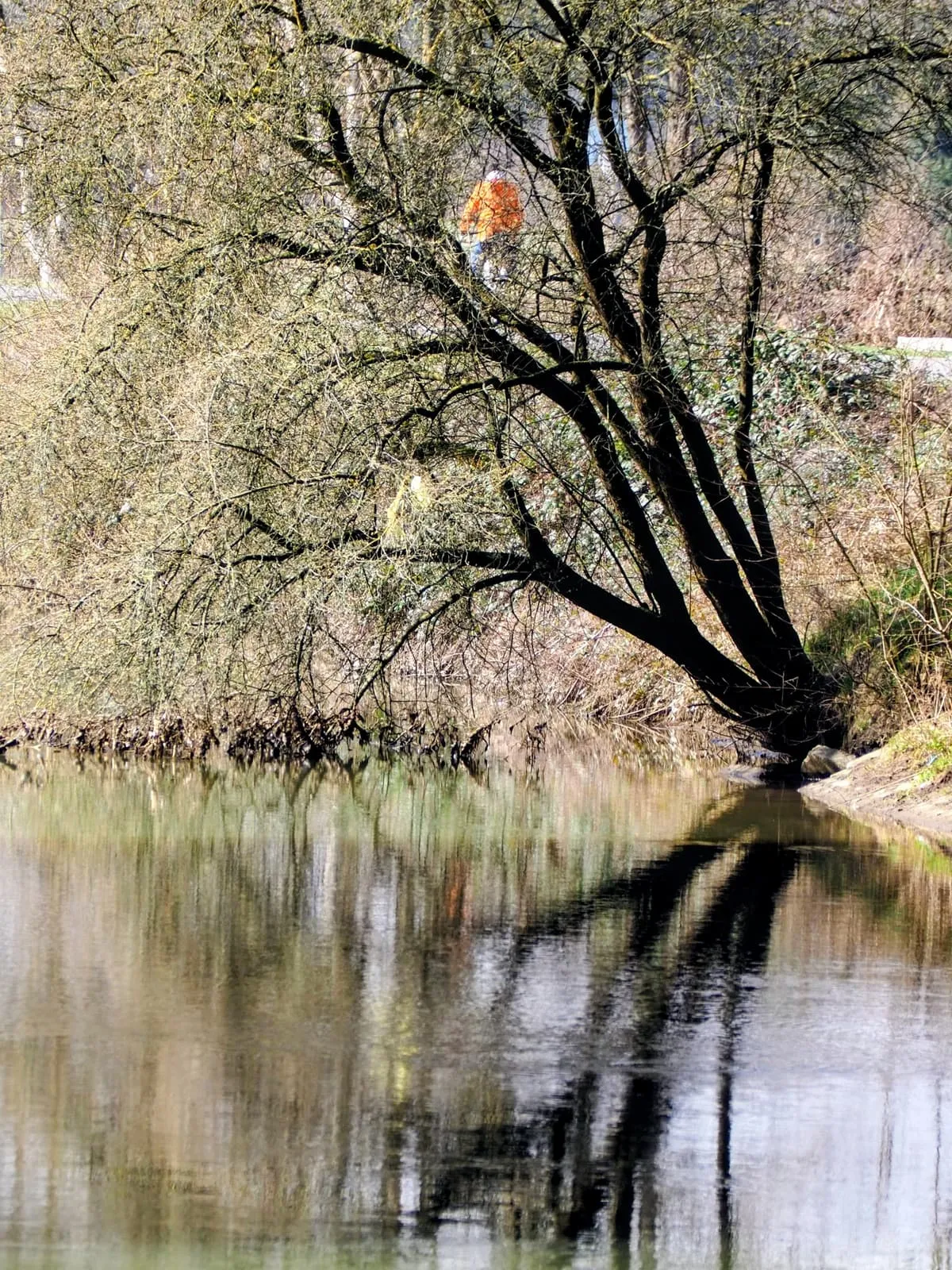 Bare tree leaning over a river with its reflection, 2025