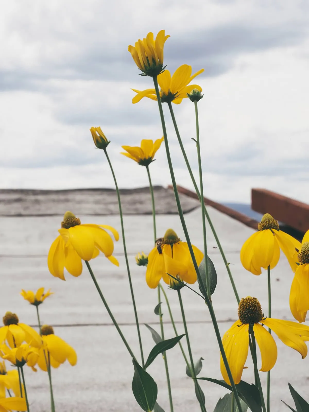 Yellow coneflowers against a grey roof and sky, 2020