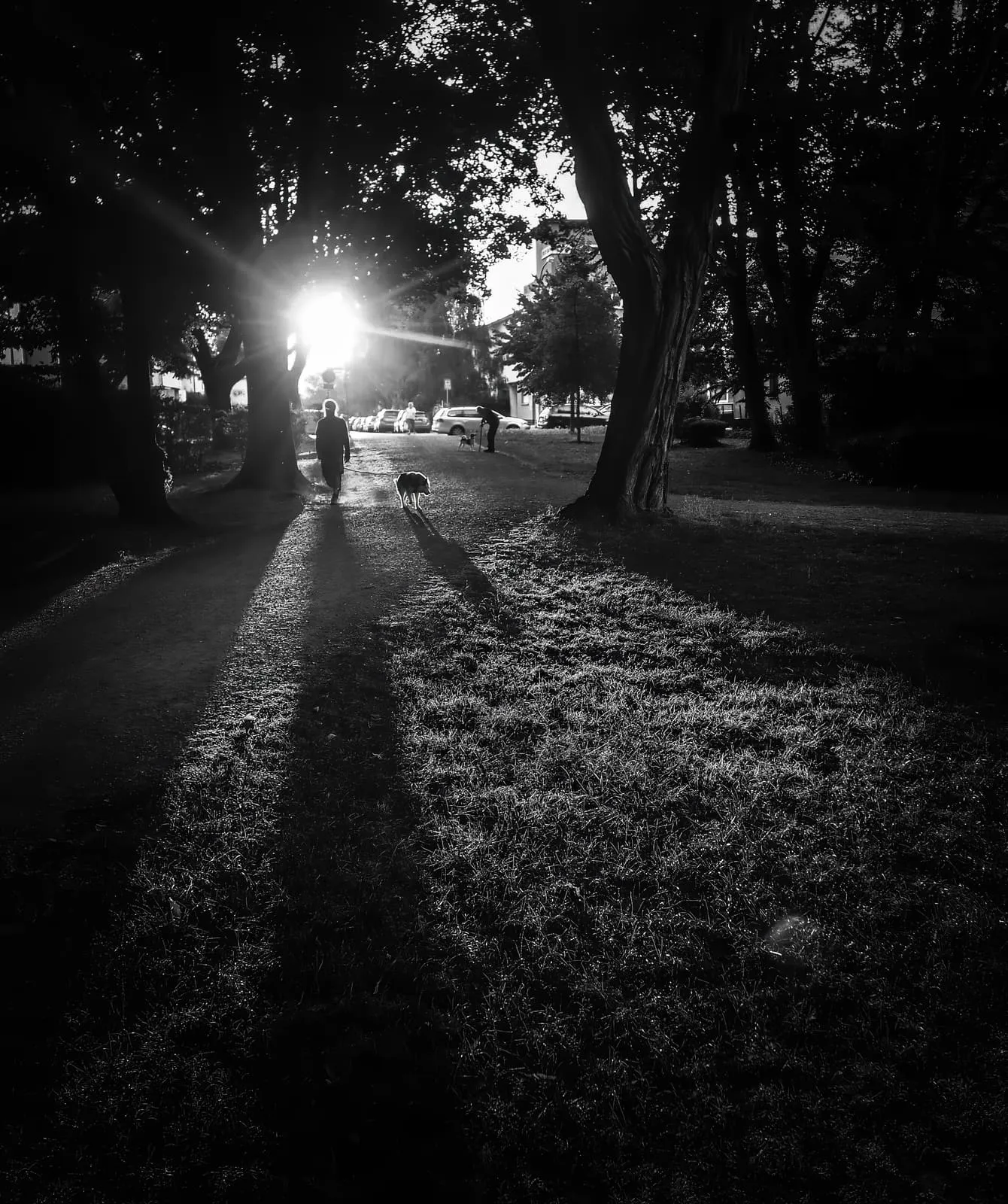Black and white, low sun through park trees, a walker and a dog with long shadows