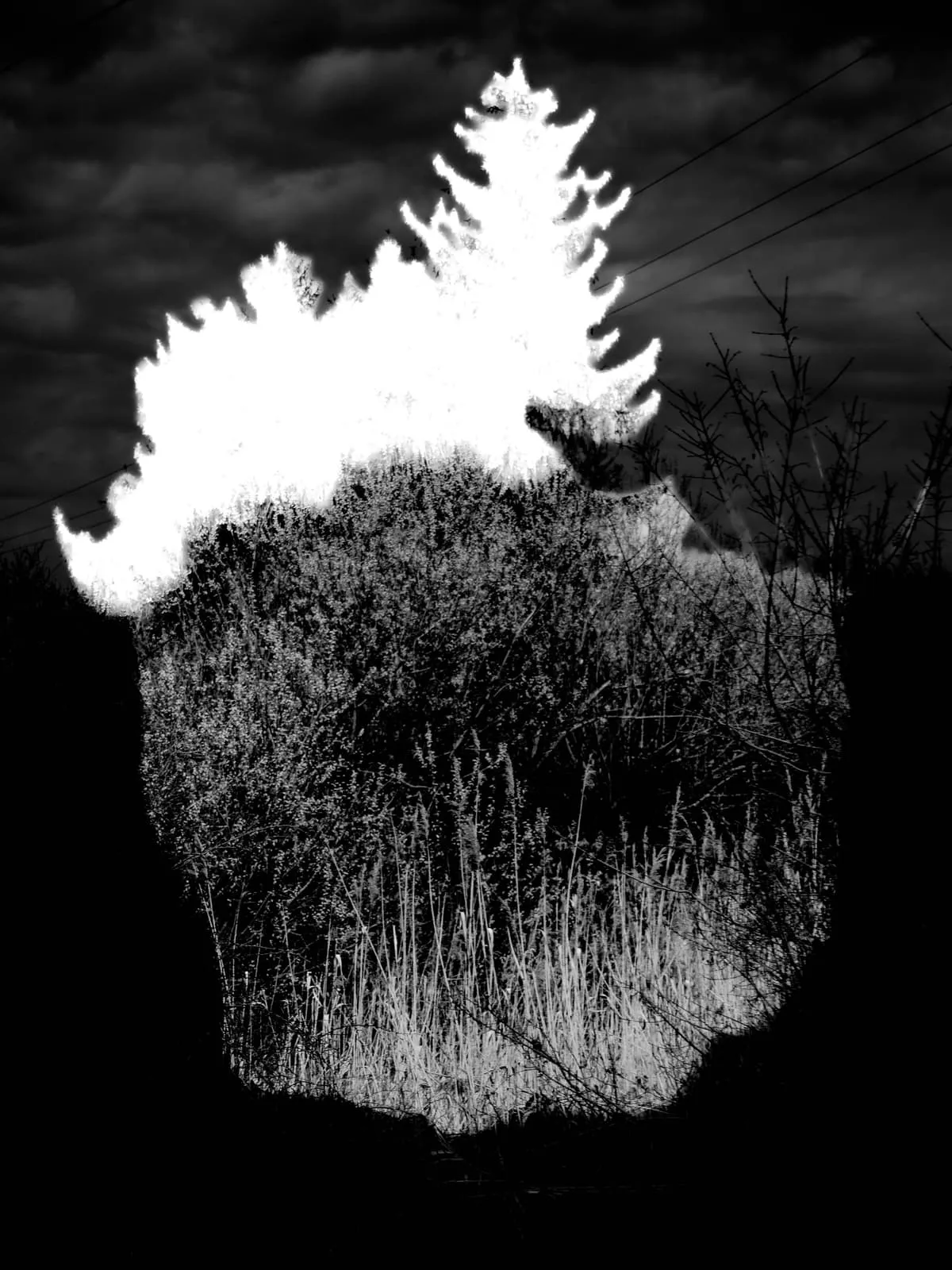 Black and white, a tree burnt out to white above dark grass, 2023