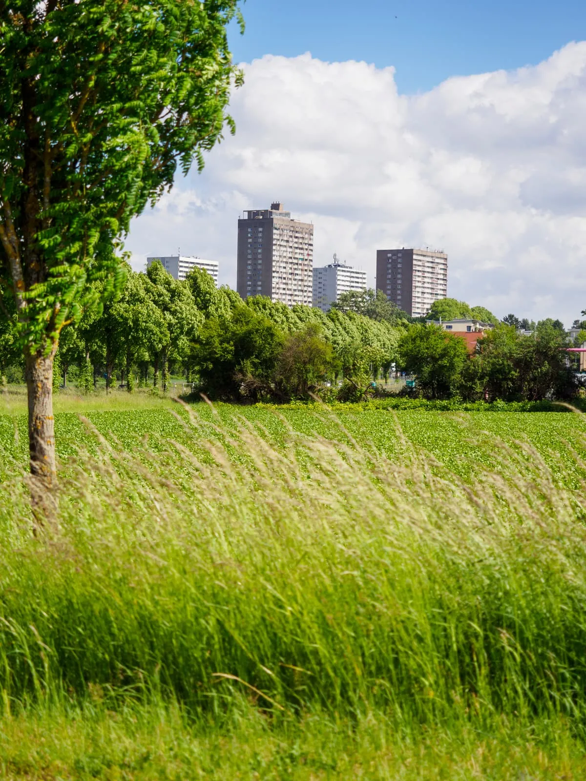 Two tower blocks far behind a meadow and trees, 2026