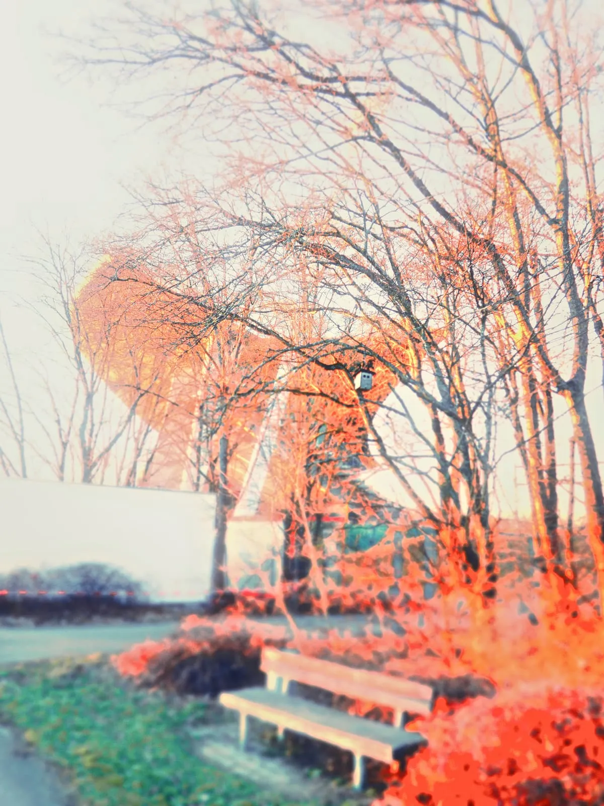 Bench and bare trees in red and turquoise false colour, 2019