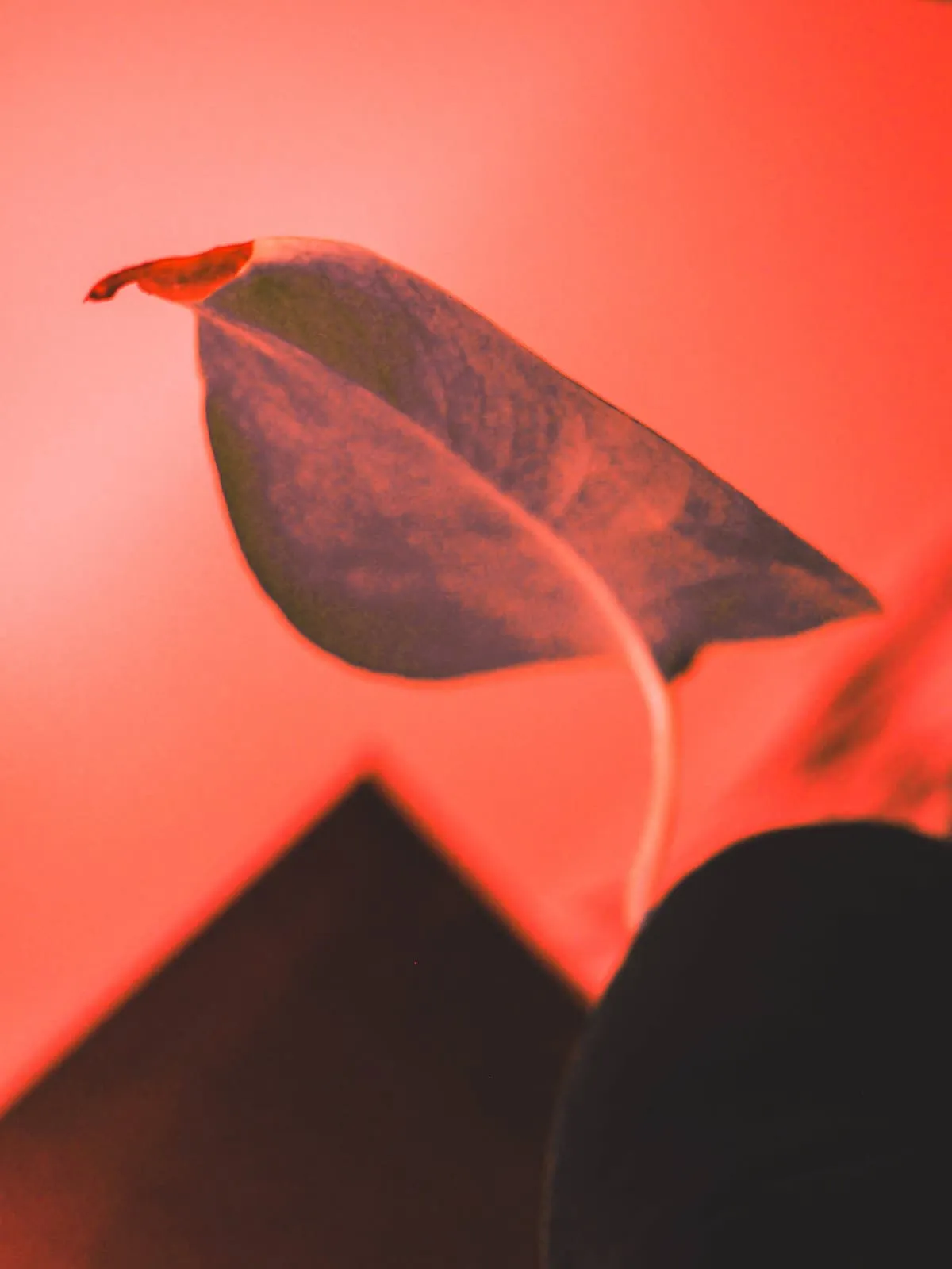 A leaf on its stem against red light, 2020