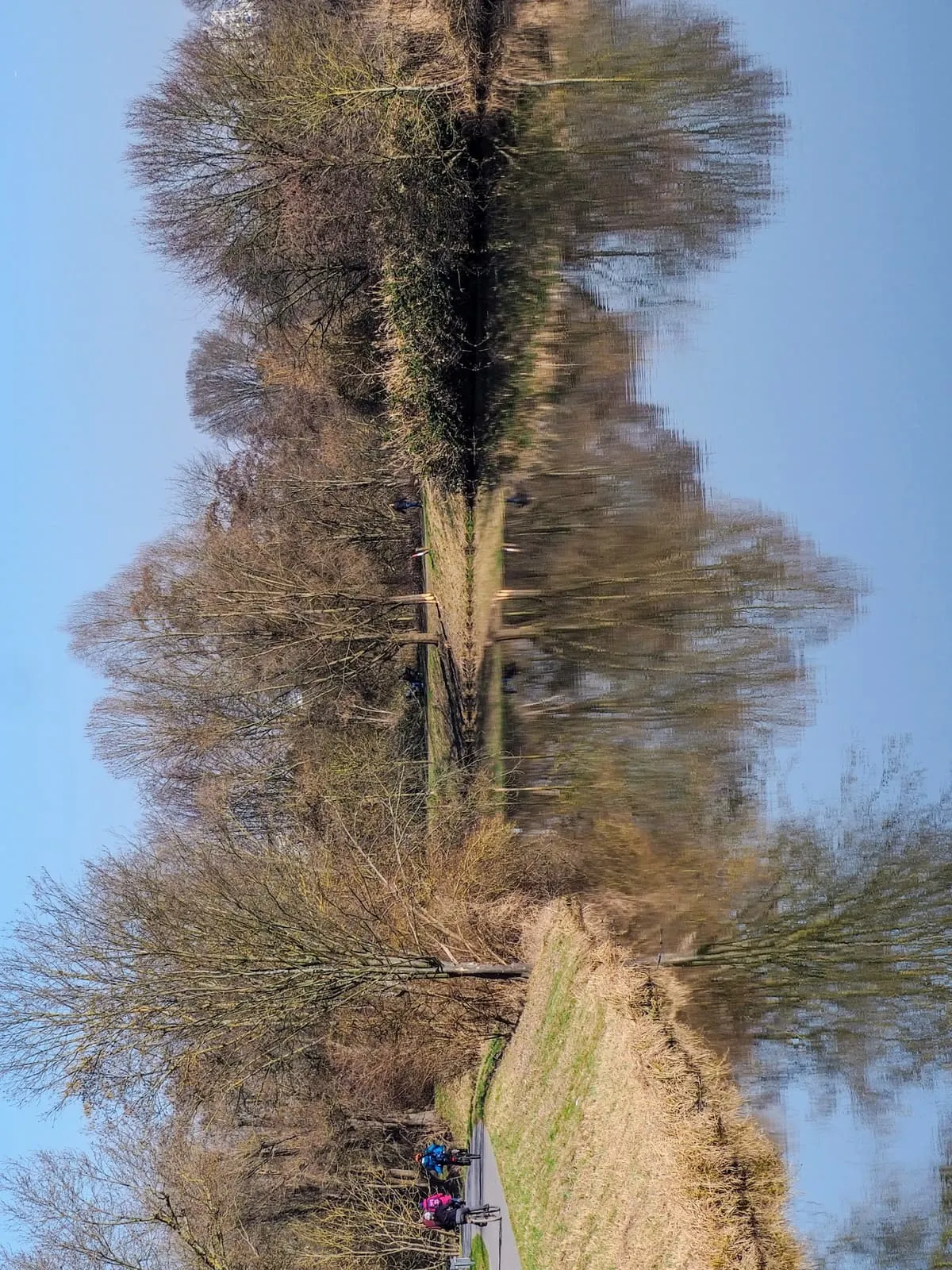 A tree and its reflection turned on its side, 2025