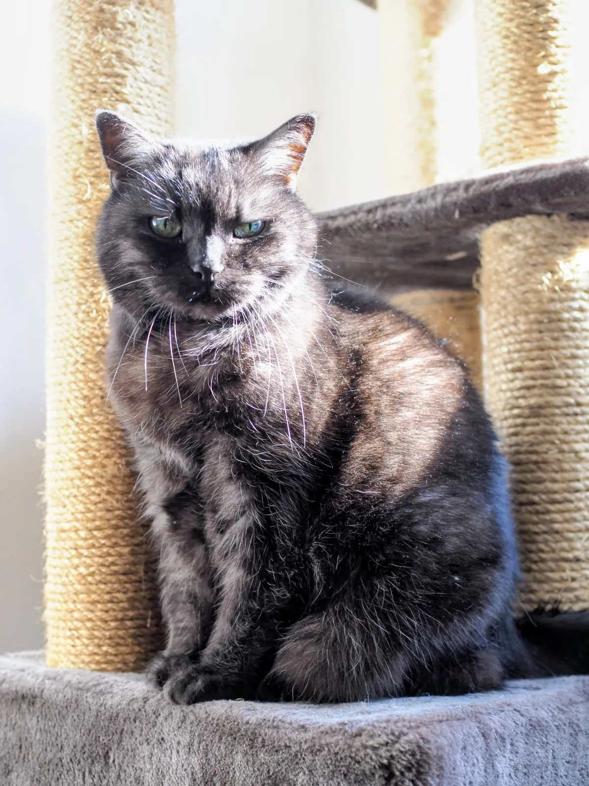Grey cat sitting on a scratching post, looking down, 2025
