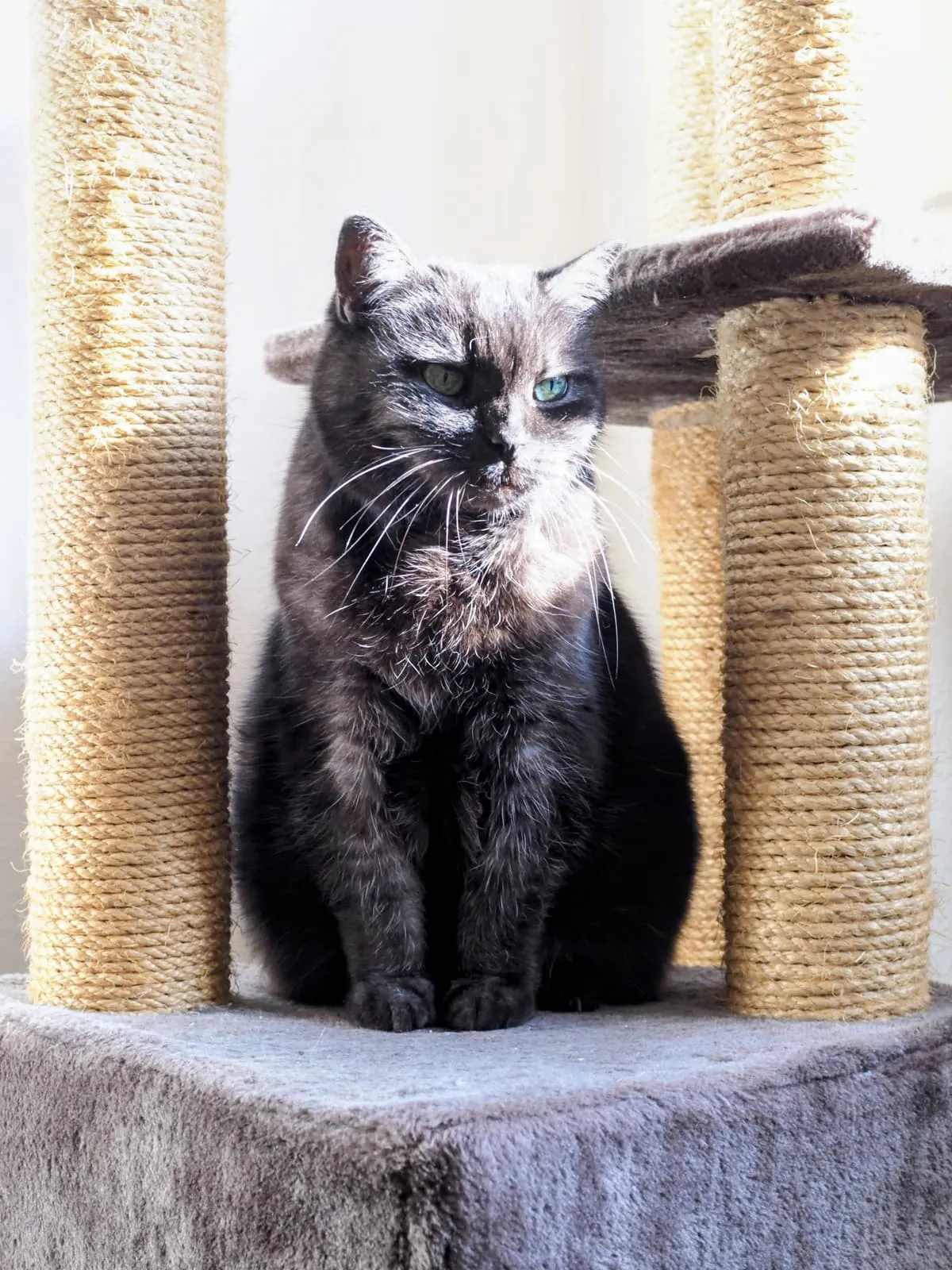 The same cat, closer, under the platform, 2025