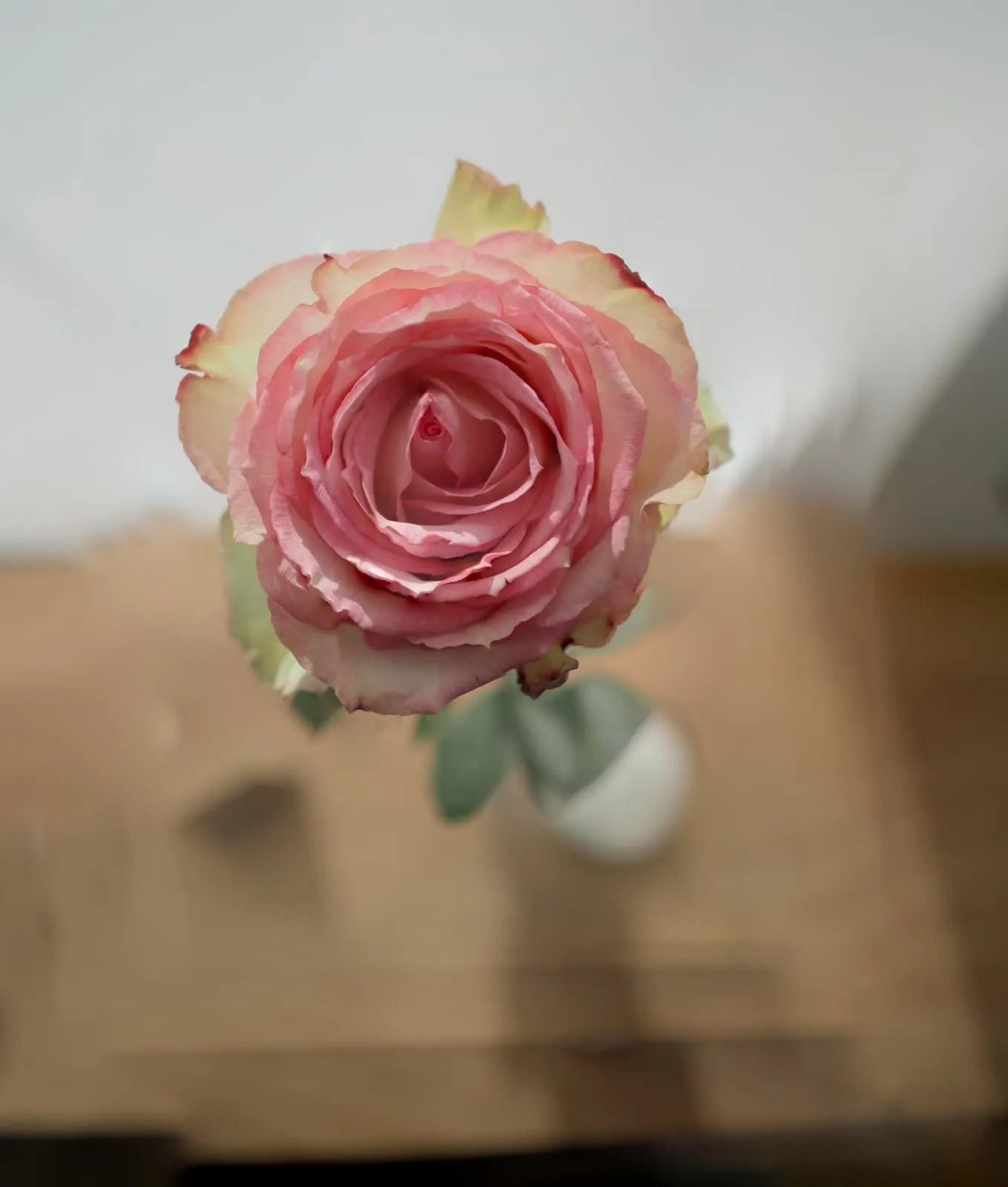 Pink rose from above against a blurred floor