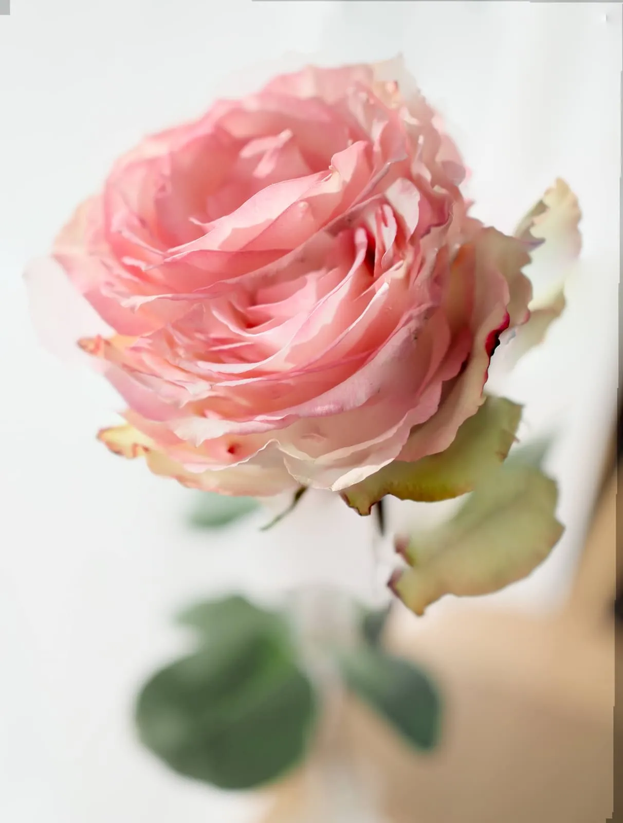The same pink rose from the side on white