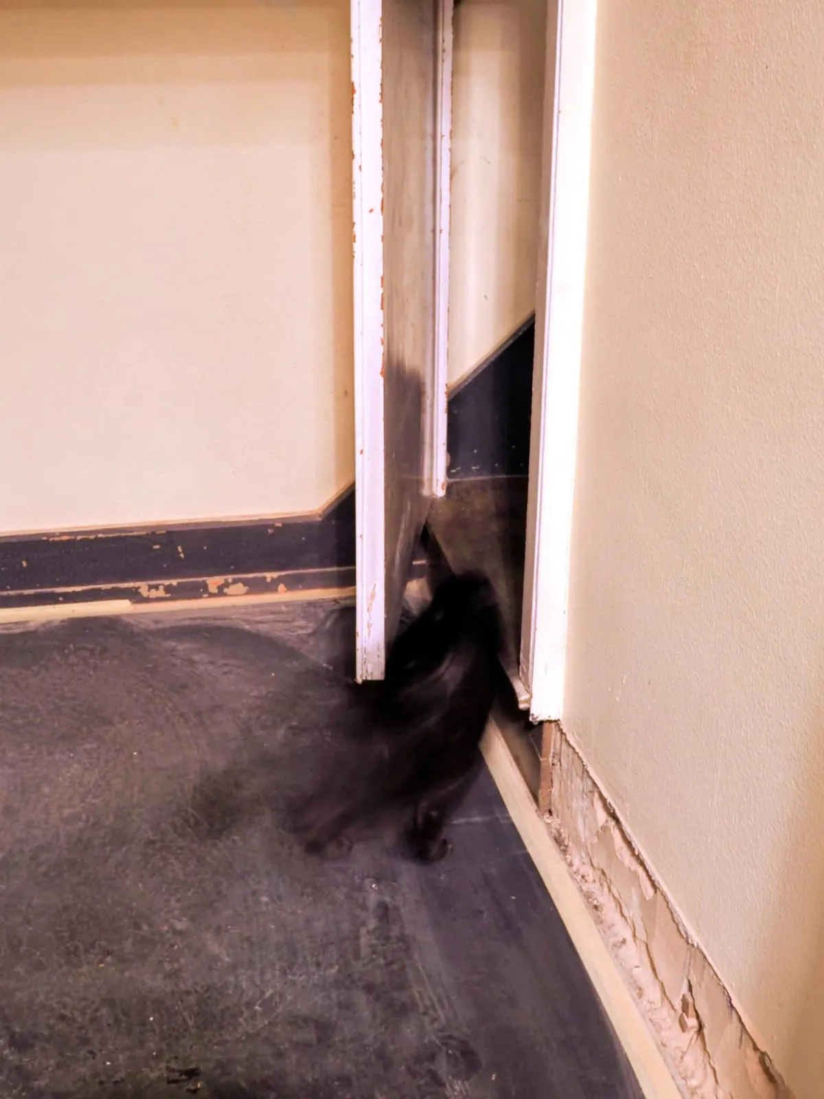 Blurred black cat slipping out through a door left ajar, 2025