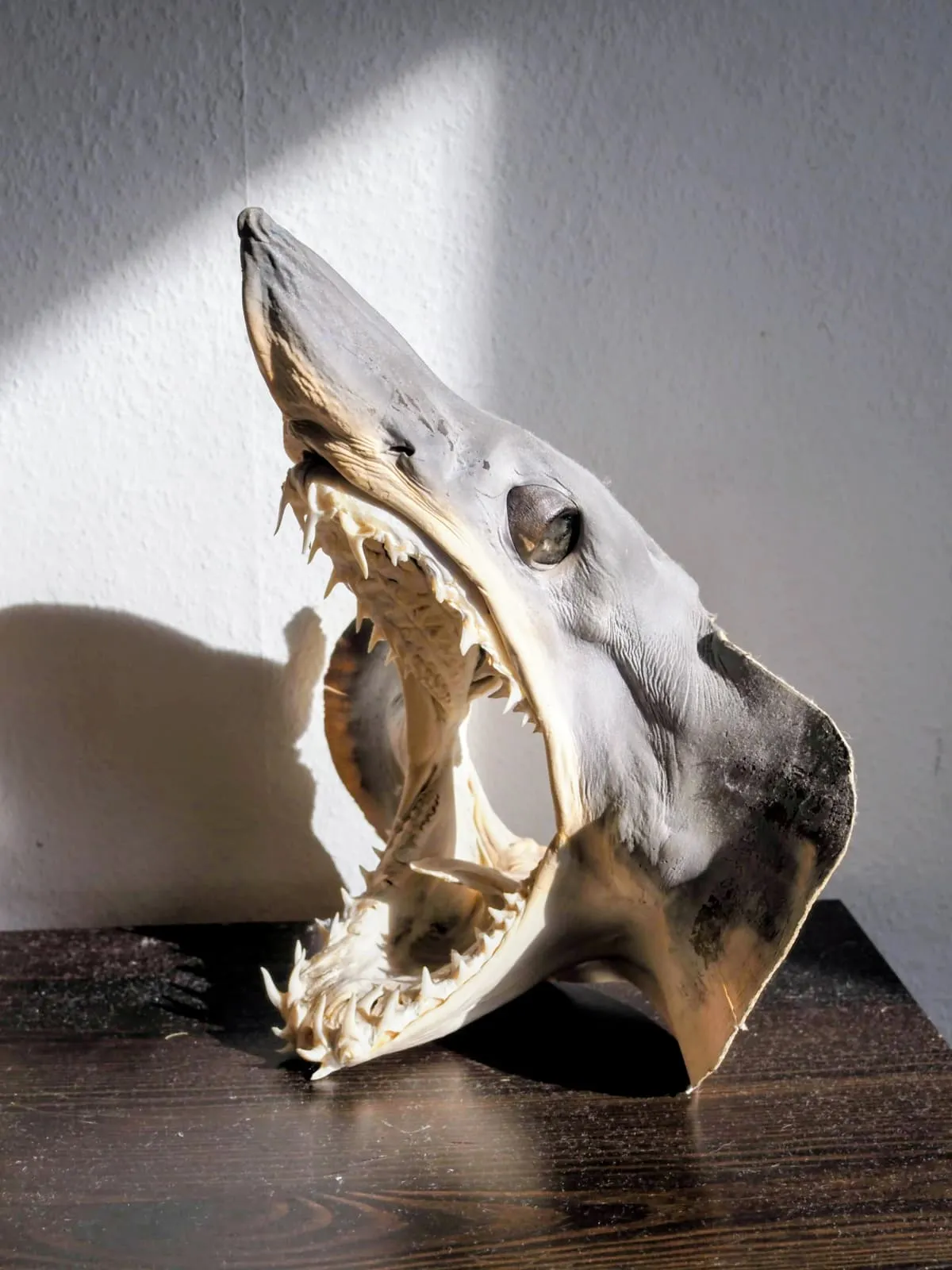 Shark jaw and skull standing on a dark shelf in sunlight, 2025
