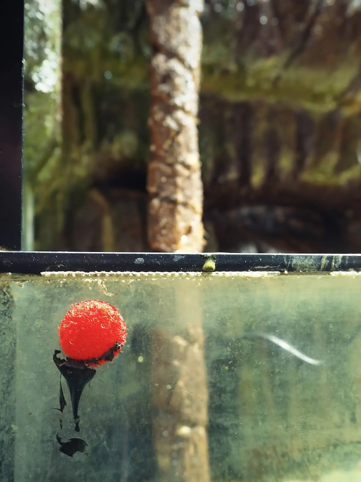 Red float with a dark drip on green water by a post, 2019