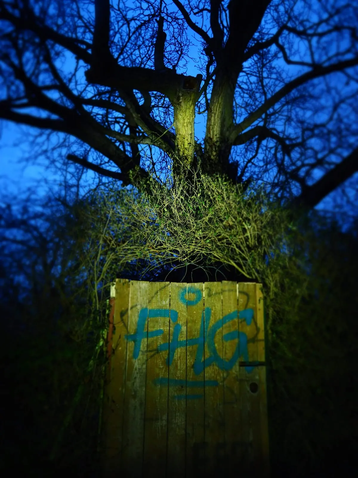Bare tree lit at night above a yellow box with graffiti, 2019