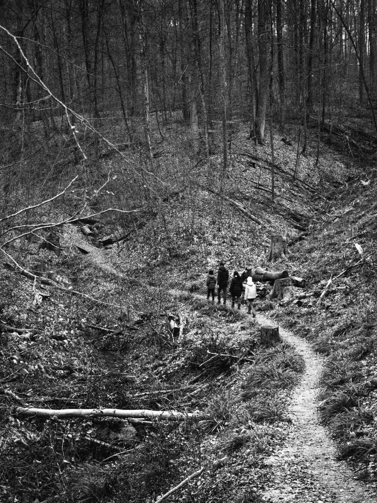 Black and white forest path with small walkers far off, 2023