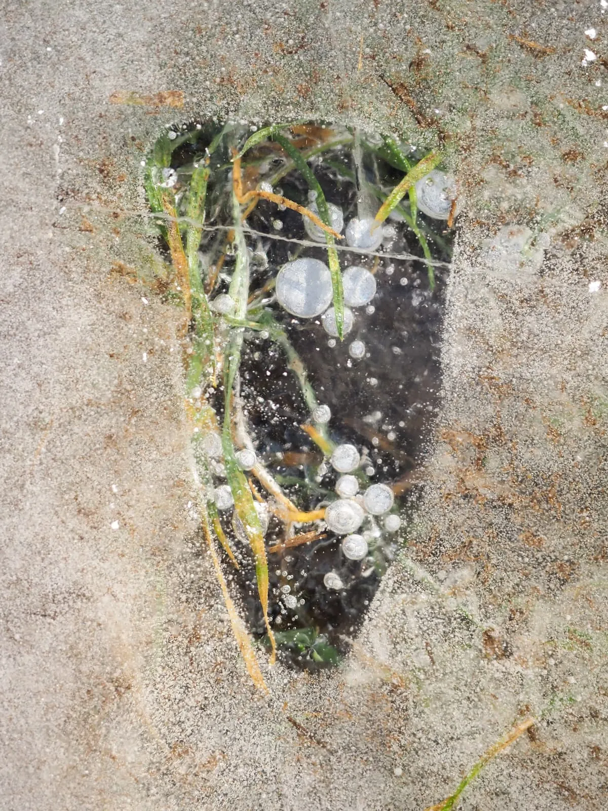 Ice shard with grass and bubbles frozen inside, on sand, 2021