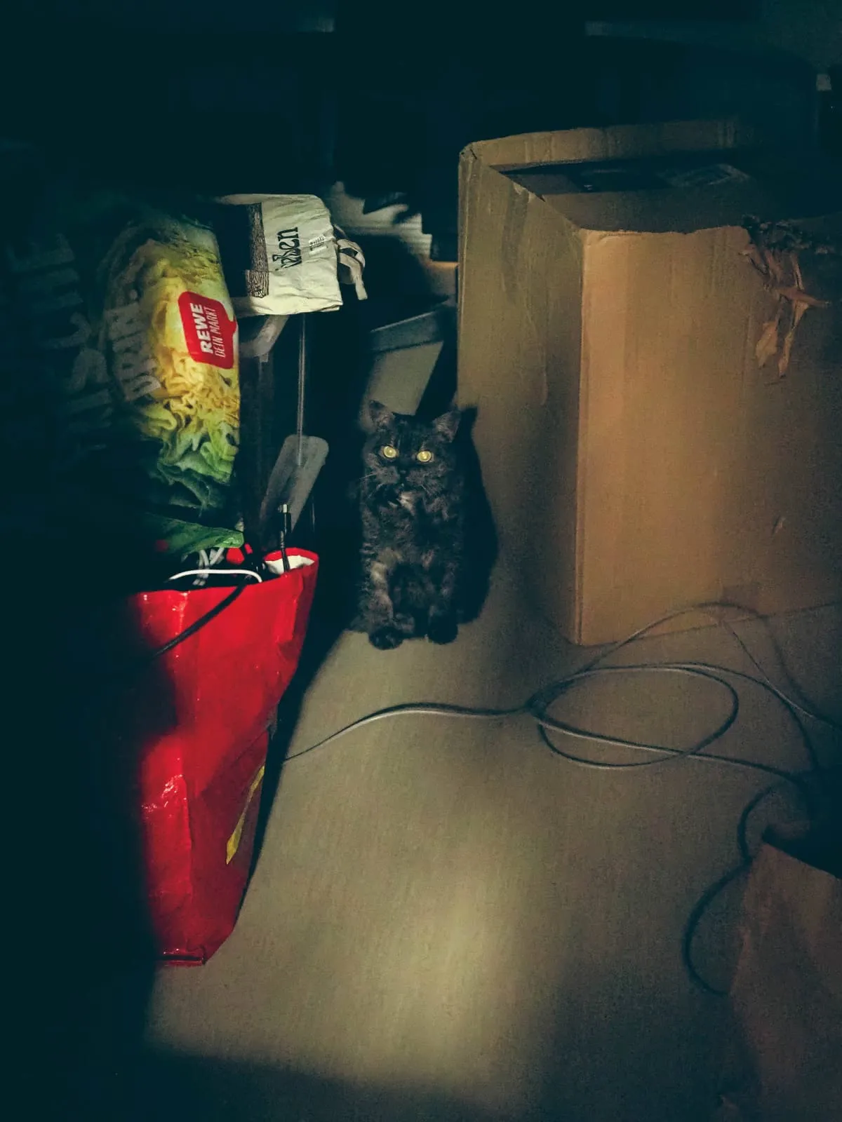 Dim room, a cat beside a red bag and a cardboard box, 2022